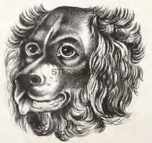 ANIMAL_0216